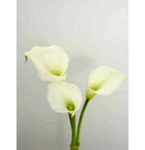 ΚΑΛΛΑ  ΛΕΥΚΗ  ΜΙΝΙ  CALLA  CRYSTAL-BLUSH